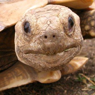 tortoiserescue Profile Picture