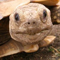 Tortoise Rescue(@tortoiserescue) 's Twitter Profile Photo