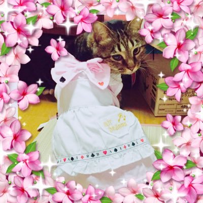 deguhan's profile picture. 🌈虹の橋組🌈 ピンク♀19歳2006.3.2/クッキー♂22歳シャンプー♀21歳同日お空へ2009.3.2/ピー♀14歳2023.6.30 /愛♀推定20歳 2021.2.22 🌏現役組🌏ジャック♂16歳 /インディ♂16歳 /ナツ♀13歳 /チビ太♂推定11歳 LINEスタンプ販売中↓