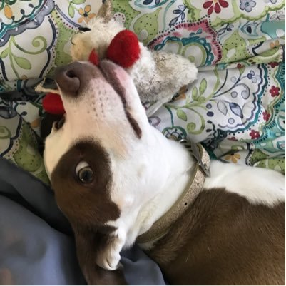 vettech2018's profile picture. 