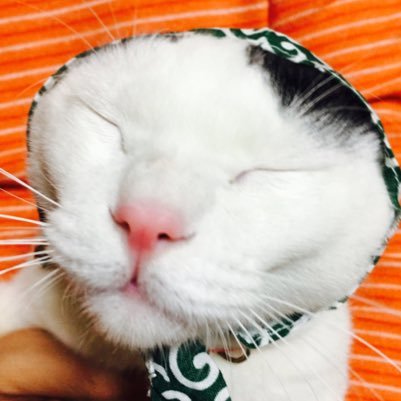 息子と保護猫10匹の大家族です( ´艸`)息子に言われ、Twitterを初めてみました。まだ使い方が良く分かっていませんが…(笑)闘病しながらレザークラフトをしています。ツイートも作品も亀更新ですが、我が家のニャンズ達の事も織り交ぜながら作品をご紹介出来たらと思いますので、よろしくお願いします(*´ω`*)