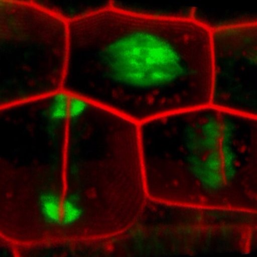 Potocky/Zarsky Lab at Institute of Experimental Botany, Prague, Working on the #exocyst, #membranes and #cell #polarity in #plants.