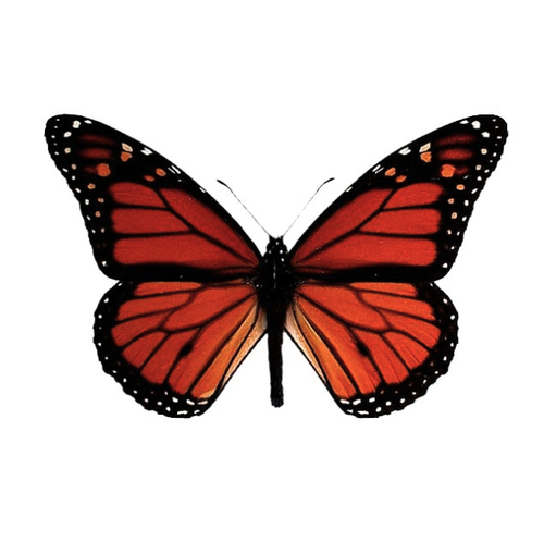 insectworks's profile picture. Artist, architect & lover of all things odd. I aspire to remain curious & teachable.