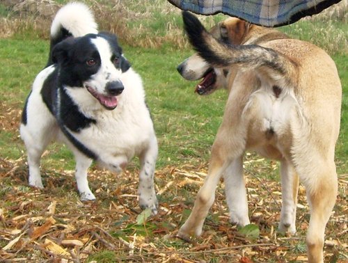 adventuredogs's profile picture. Cage-Free Dog Boarding, Training & Daycare Facility where dogs get to play all day!