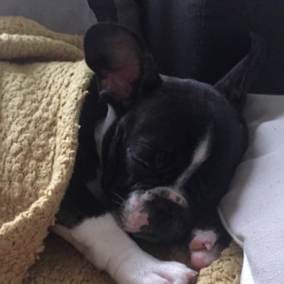 Supporting and caring for your dogs with breathing and digestion difficulties. Bringing awareness to the brachycephalic breed.