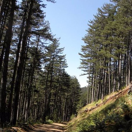 lin_nous's profile picture. Forester MSc. / Environmental Services Professional