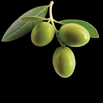 I am promoting Olives & Olive oil, not only as a noble Food but also as an internationally recognised symbol of Peace & Prosperity. zaitoonnoor@gmail.com