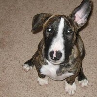 Misty Pittman (@mpittman02) 's Twitter Profile