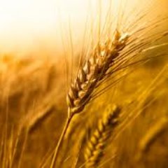 WAWheat23's profile picture. Executive Director of the Washington Association of Wheat Growers.    I work to defend a farmers right to farm.  My family raises wheat, hay, and cattle.