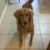 Tara Safoutin (@safoutin73) 's Twitter Profile