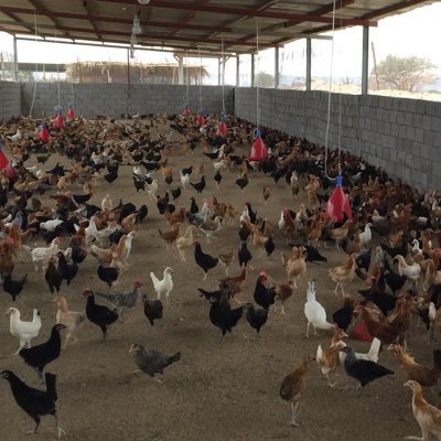 يوجد بيض بلدي  مخصب تخصيب عالي بفضل الله50 طبق سلالة الأمهات جامبو السعر من 19ريال للطبق  إمكانية التوصيل( مكة_ جدة_ رابغ_ الطايف 30 طبق وفوق مجاناً