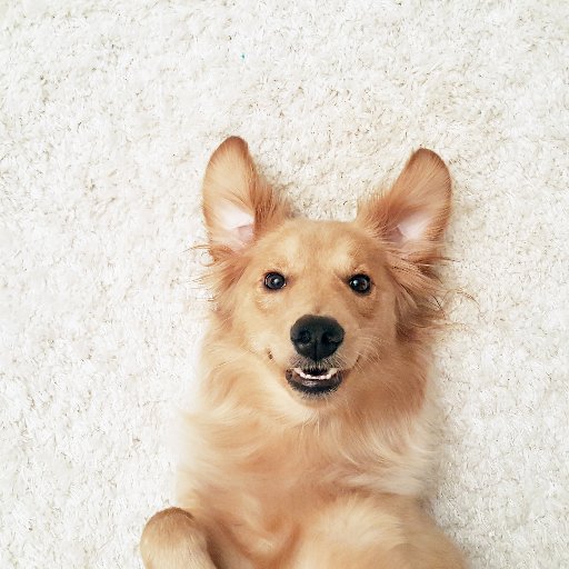 Crazy about dogs, sharing special pet moments, deals and new products! We help support the ASPCA.
IG: https://t.co/rnWMjlMCTf
FB: https://t.co/N5GJo0oyma