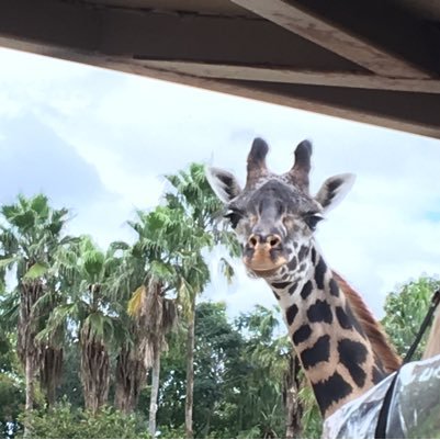 teamwalkcalypso's profile picture. 