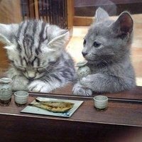 にゃんこ先生 (@mofulove2) 's Twitter Profile Photo にゃんこ先生 (@mofulove2) 's Twitter Profile Photo
