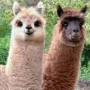 Audra Miller - @SassyAlpaca22 - Twitter
