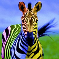 ✡ Andy (אנדריאס) ✡ (@zebraregenbogen) 's Twitter Profile