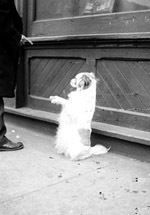 pollymaepitbull's profile picture. Just A Simple Family Man