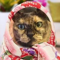 candy o (@yscomet) 's Twitter Profile Photo candy o (@yscomet) 's Twitter Profile Photo