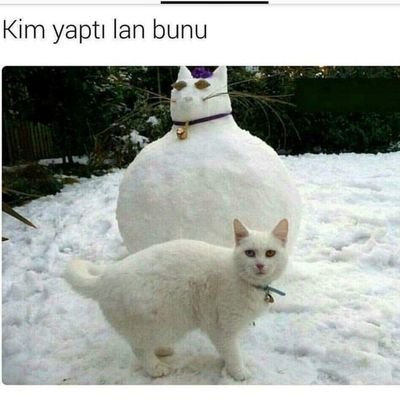 OYP33Aolsun's profile picture. 