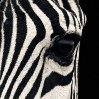 The Chatty Zebra(@TheChattyZebra) 's Twitter Profile Photo
