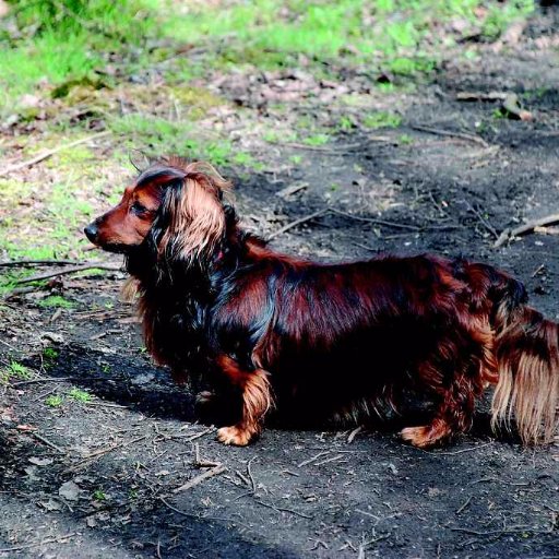 毎日毎日殺され処分されている犬猫たちを守るには里親を見つけて託すしかないと思う。これからペットを飼おうと考えていらっしゃる方は是非保護犬、保護猫から選んで欲しいです。
家にも8歳で来た子がいますがすごく可愛いですよ。