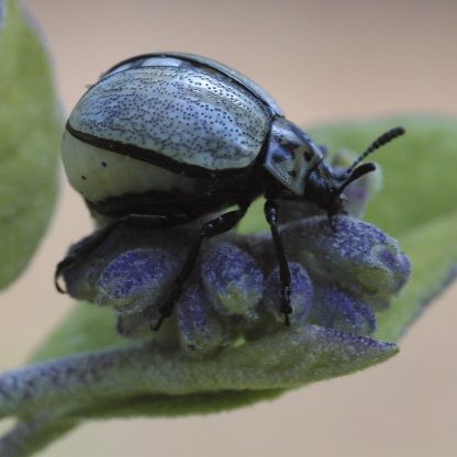 Tenemos como objetivo fomentar el interés de la gente por la conservación de la diversidad biológica de Morelos