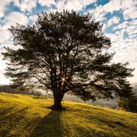 Tree (@alltreesmatter) 's Twitter Profile