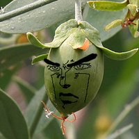 JoJoba (@sammy_freddo) 's Twitter Profile