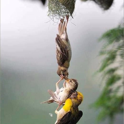 niceword1967's profile picture. 