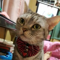 Mayumi Ma (@luna_mayu_sea) 's Twitter Profile Photo