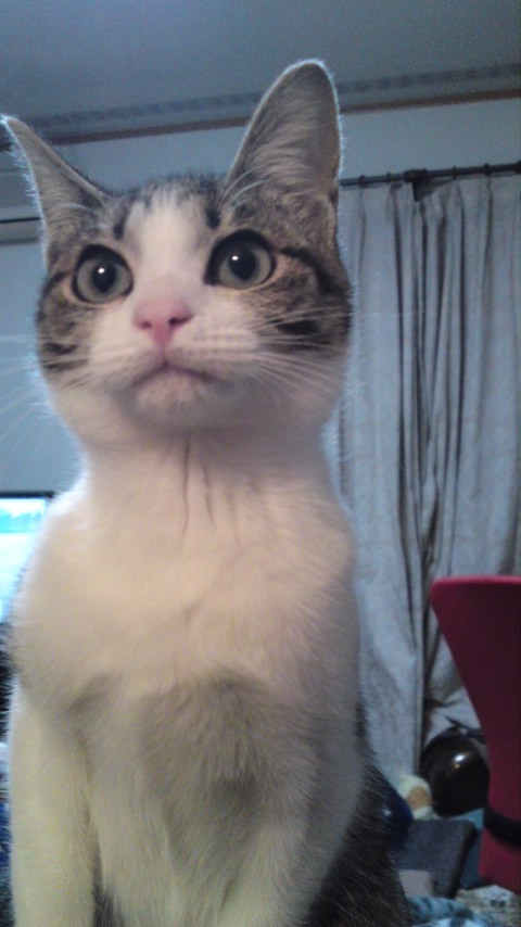 yue1227's profile picture. 楽天好き Bリーグ観戦デビューしました  #8辰己くん推しです🦅