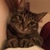 Heulwen Catherwood (@heulwencatherw2) Twitter profile photo Heulwen Catherwood (@heulwencatherw2) Twitter profile photo