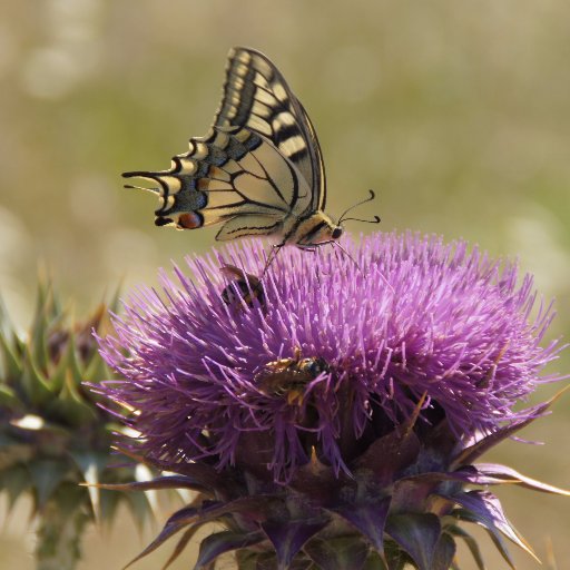 Tailor-made trips to Greece-Lesvos with focus on cycling and hiking, combined with culture and adventure for all ages.