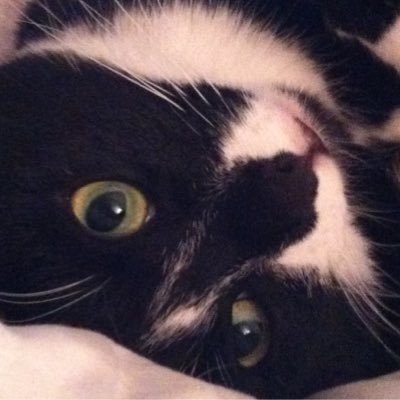 MuchoMuchoDos's profile picture. Gaming, Verified 40 Trainer Currently Lvl 48