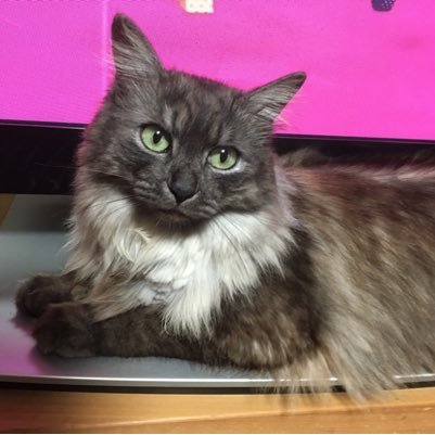 aamaku's profile picture. まったくの初心者。今週末ロードバイク納車しました！ まったり乗りたいと思いますヽ(´▽｀)/ 無言フォローRT失礼します！