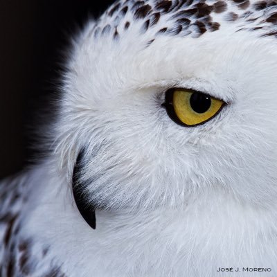 ElOjoAvizor0's profile picture. Contamos chismes. Uds verifican