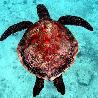 Photos sous-marines identifiées avec le nom des poissons et autres espèces, principalement en Nouvelle-Calédonie