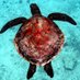 Vie sous-marine NC (@plongeenc) Twitter profile photo Vie sous-marine NC (@plongeenc) Twitter profile photo