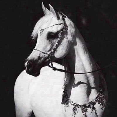 ❤️Everything has alternative, except my Mother أصحاب الحسابات القذره والمحرمه لا اتشرف في اضافتهم ولا في متابعتي ❌✋ Al Qassim