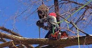 Alert Tree Doctor
Canada's #1 tree Specialist in dangerous Tree removal. We provide safe effective salushons to remove dead dangerous trees in tight areas.