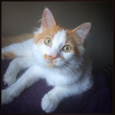 LukePallaris's profile picture. whatever i'll do what i want! P.S.Murder She Wrote rules.