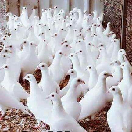 toskwame's profile picture. 