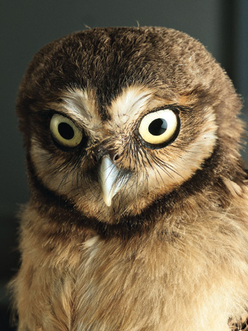 espilhao's profile picture. De olho em você!
Espiando...espiando...