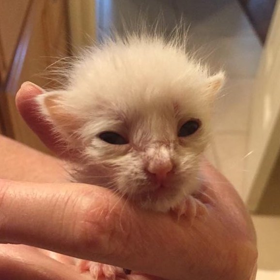 I am a kitten foster in California. My kittens have a website they fill with diary entries about their lives. Of course, lots of cute pictures and videos too!