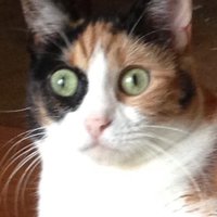 Minou is Not Amused (@amusedminou) 's Twitter Profile