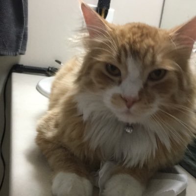 Xasper8edCanuck's profile picture. 