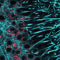 Sardiello Lab (@sardiellolab) 's Twitter Profile