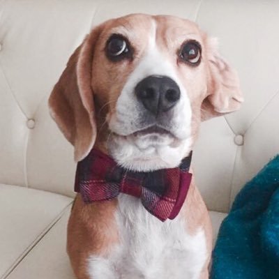 beaglefacts Profile Picture