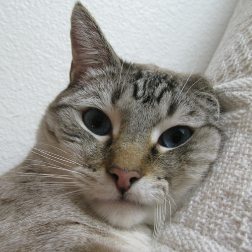 ApurringApollo's profile picture. I eat. I sleep. I purr. Meow. Friskies for life.