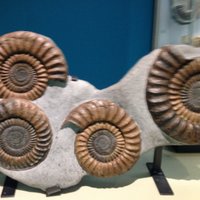 Belfast Geol Soc (@geol_soc) 's Twitter Profile Photo Belfast Geol Soc (@geol_soc) 's Twitter Profile Photo